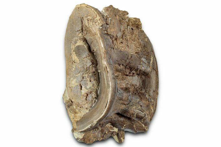 Cretaceous Fossil Ray-Finned Fish (Xiphactinus) Vertebra - Kansas #331049